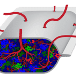 Stem cells inside PEC-Direct